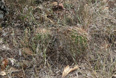 Thelocactus setispinus, photographed by Reid Hardin
