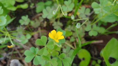 Oxalis dillenii, photographed by Ryan Sorrells