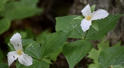 Trillium grandiflorum, photographed by Bernie Paquette