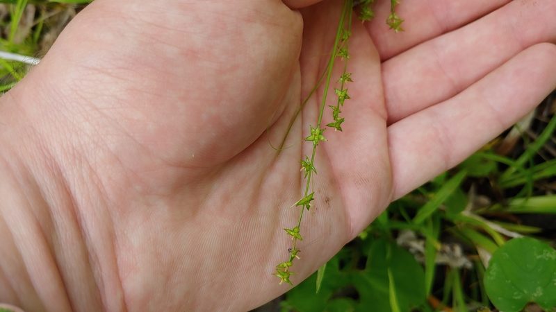 Carex radiata, photographed by Ryan Sorrells