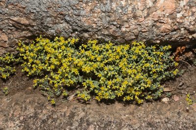 Sedum nuttallii, photographed by Reid Hardin