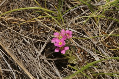 Sabatia campestris, photographed by Reid Hardin