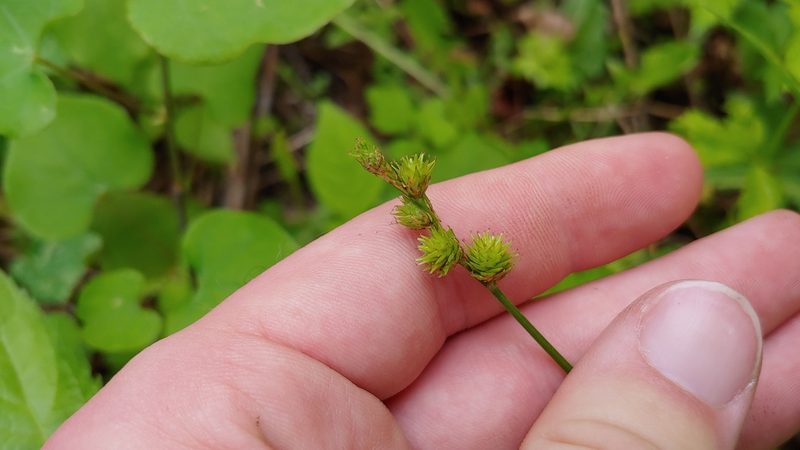 Carex normalis, photographed by Ryan Sorrells