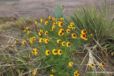 Coreopsis wrightii, photographed by Reid Hardin