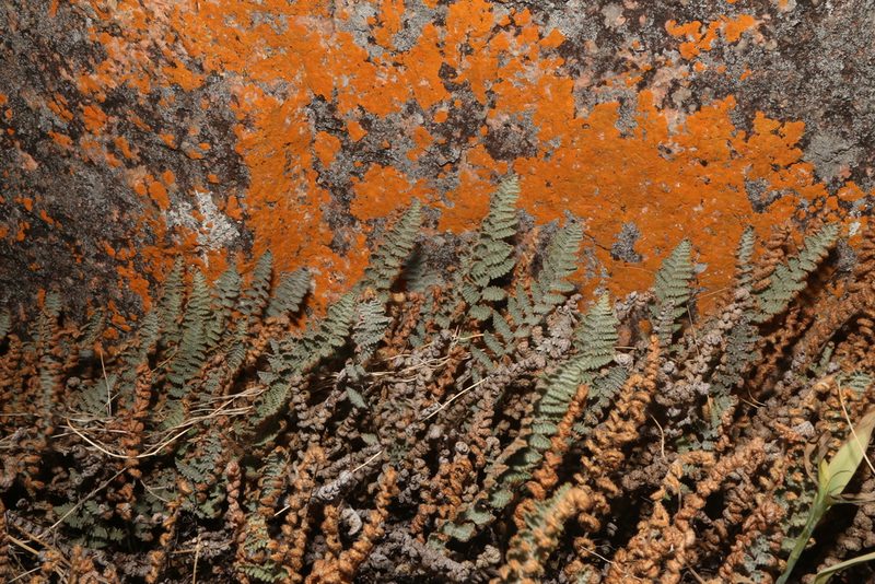Myriopteris lindheimeri, photographed by Reid Hardin