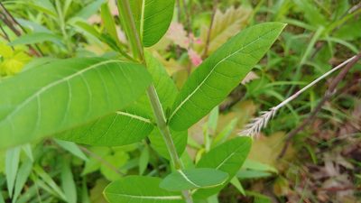 Apocynum cannabinum, photographed by Ryan Sorrells