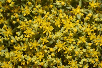 Sedum nuttallii, photographed by Reid Hardin