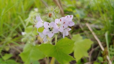 Hydrophyllum appendiculatum, photographed by Ryan Sorrells