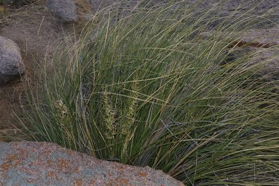 Nolina texana, photographed by Reid Hardin