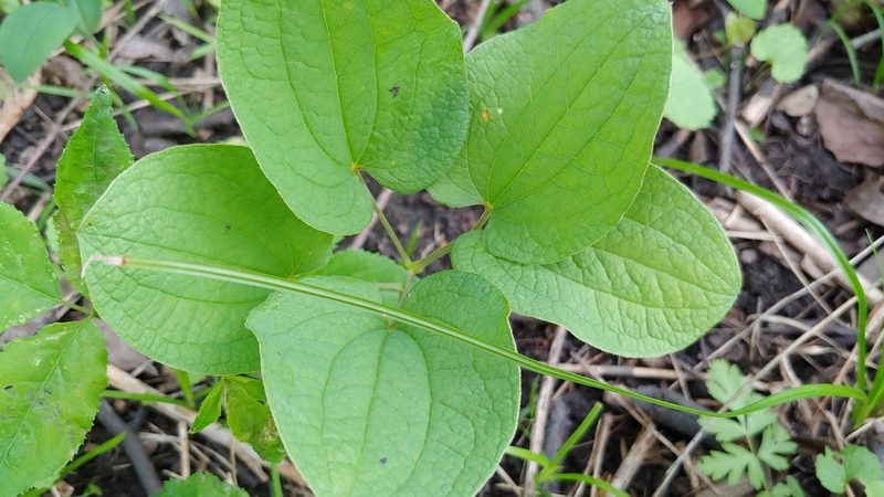 Smilax ecirrhata, photographed by Ryan Sorrells