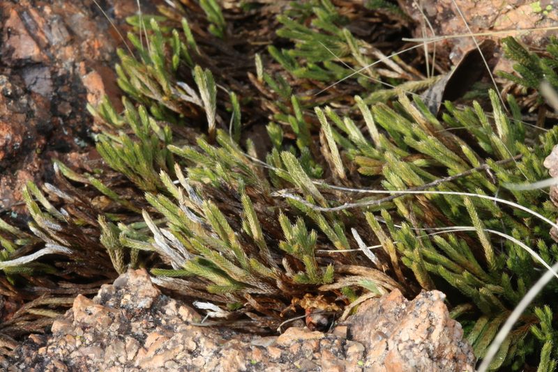 Selaginella corallina, photographed by Reid Hardin