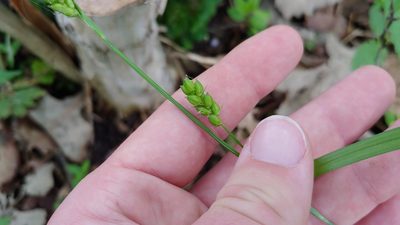 Carex grisea, photographed by Ryan Sorrells