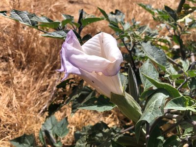 Datura wrightii, photographed by Jacob Dubi
