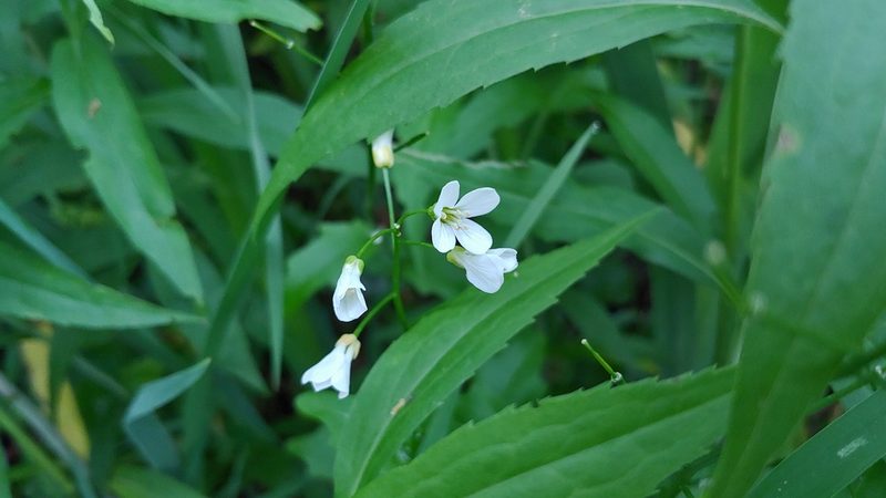 Cardamine bulbosa, photographed by Ryan Sorrells