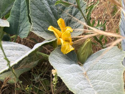 Cucurbita foetidissima, photographed by Jacob Dubi