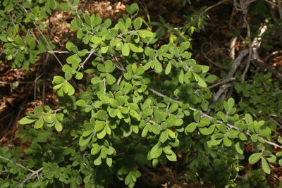 Diospyros texana, photographed by Reid Hardin