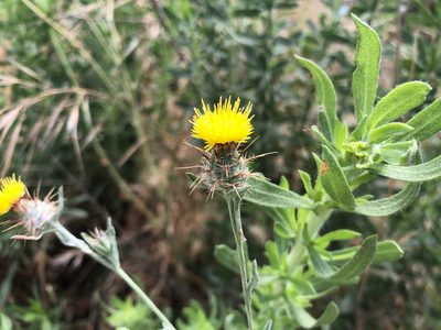 Centaurea melitensis, photographed by Jacob Dubi