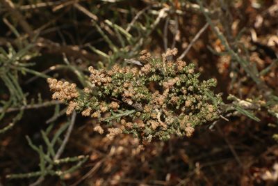 Cylindropuntia leptocaulis, photographed by Reid Hardin
