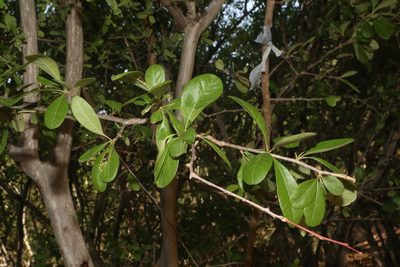 Sideroxylon lanuginosum, photographed by Reid Hardin