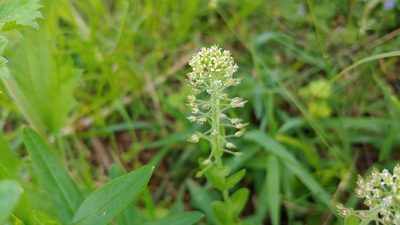 Lepidium campestre, photographed by Ryan Sorrells