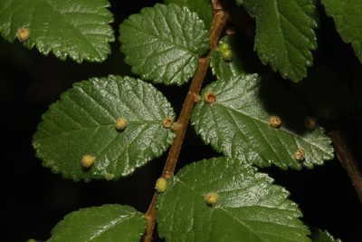 Ulmus crassifolia, photographed by Reid Hardin