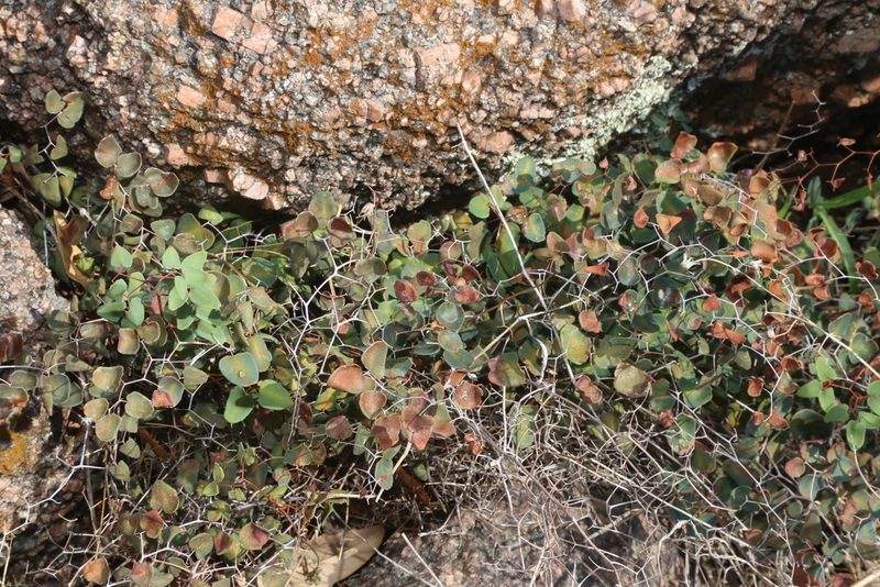 Pellaea ovata, photographed by Reid Hardin
