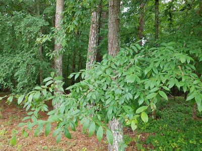 Ulmus alata, photographed by Leila Dasher