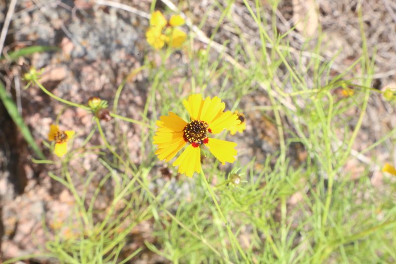 Coreopsis wrightii, photographed by Reid Hardin