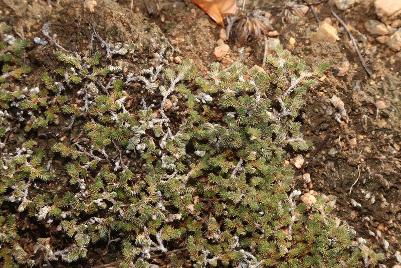 Selaginella peruviana, photographed by Reid Hardin