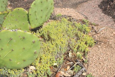 Sedum nuttallii
