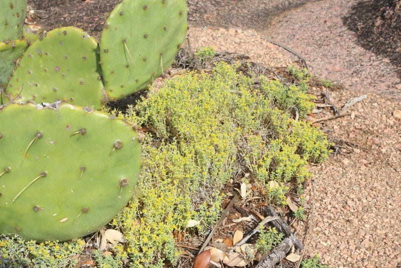 Sedum nuttallii, photographed by Reid Hardin