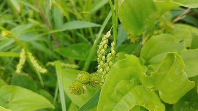Carex davisii, photographed by Ryan Sorrells