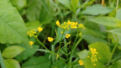 Rorippa sylvestris, photographed by Ryan Sorrells