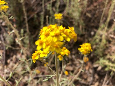 Eriophyllum confertiflorum, photographed by Jacob Dubi