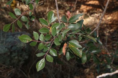 Rhus virens, photographed by Reid Hardin