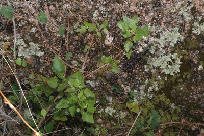 Ageratina havanensis