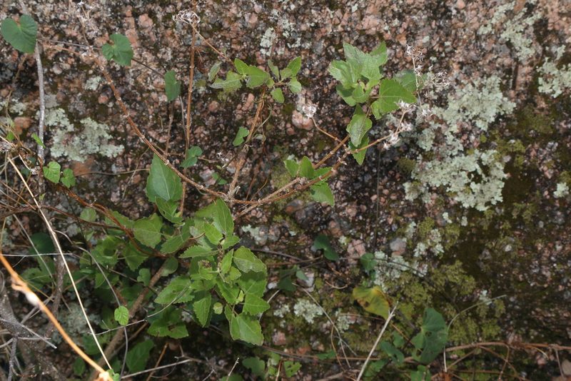 Ageratina havanensis, photographed by Reid Hardin