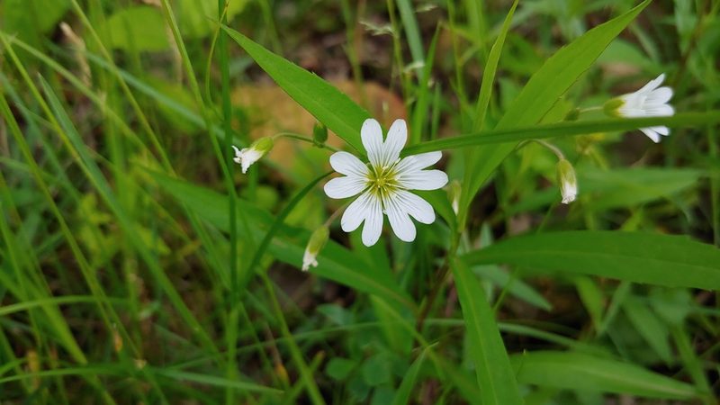 Cerastium velutinum, photographed by Ryan Sorrells