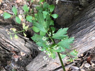 Apium graveolens