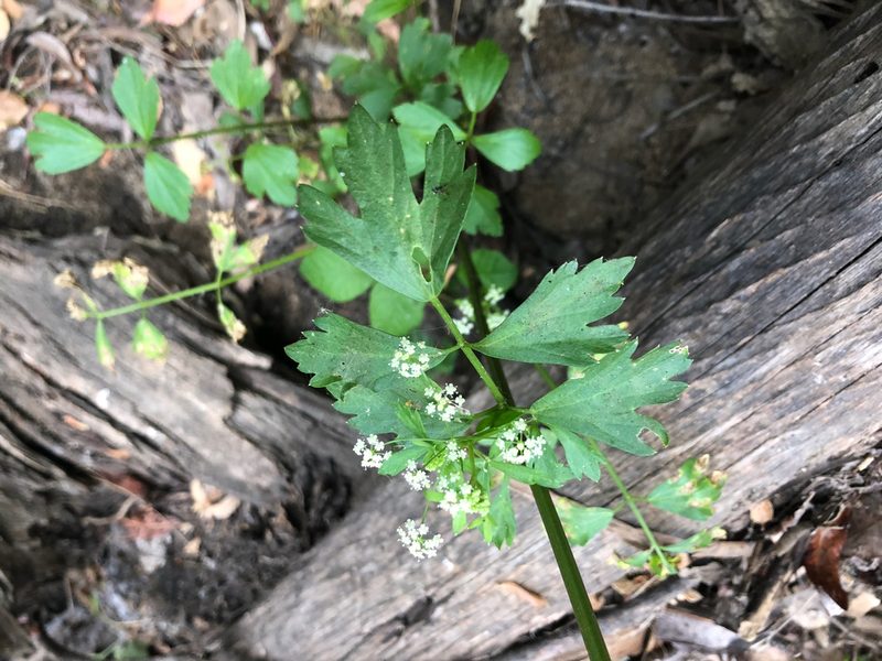 Apium graveolens, photographed by Jacob Dubi