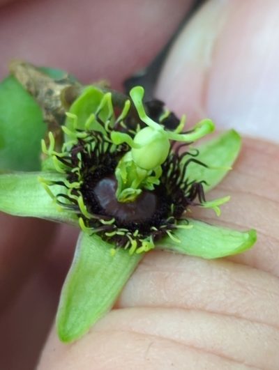 Passiflora xiikzodz, photographed by rockybajada