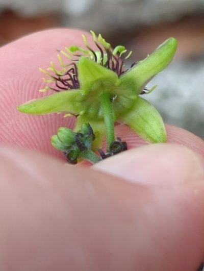 Passiflora xiikzodz, photographed by rockybajada