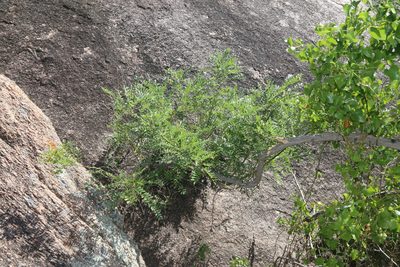 Styphnolobium affine, photographed by Reid Hardin
