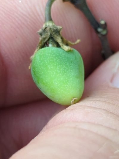 Passiflora xiikzodz, photographed by rockybajada