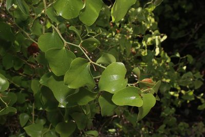 Smilax bona-nox, photographed by Reid Hardin