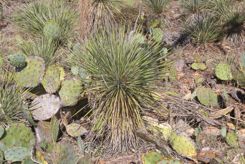 Yucca constricta, photographed by Reid Hardin
