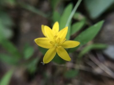 Hypoxis hirsuta, photographed by adam busey