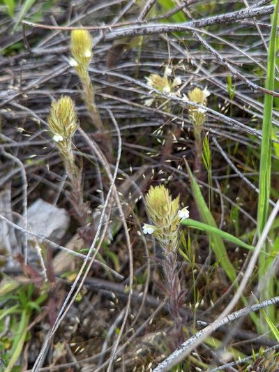 Castilleja tenuis, photographed by Logan J.L. Bradley