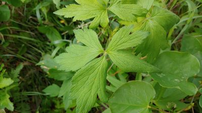 Anemone virginiana, photographed by Ryan Sorrells