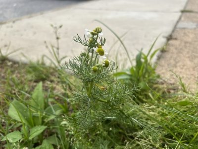 Matricaria chamomilla, photographed by Ian Wolfe